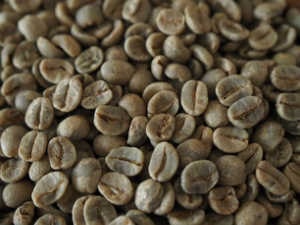 ブラジル手摘み完熟　生豆